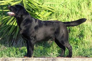 vendetta cane